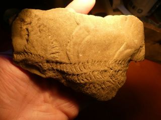 Fossil Trilobite Tracks Specimen Indiana with Acrylic Display 200909 2