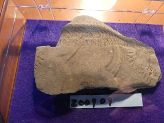 Fossil Trilobite Tracks Specimen Indiana with Acrylic Display 200909 3