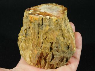 A Colorful Cut And Polished Petrified Wood Fossil From Madagascar 567gr