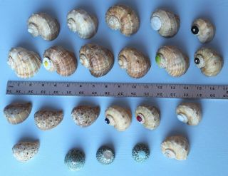 Shells Large Hermit Crab Rapana Button Sea Shell Crafts Decoration,  Set Of 22