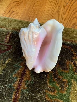 Full Large 9,  Inch Natural Pink Queen Conch Sea Shell Nautical Decor