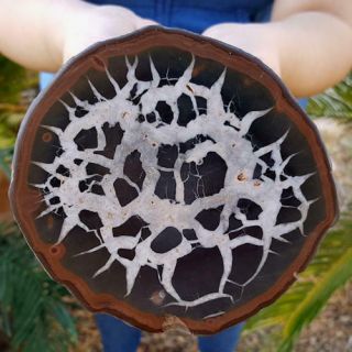 Big 4 3/4 Inch Septarian Nodule Half With Calcite And Aragonite Pattern