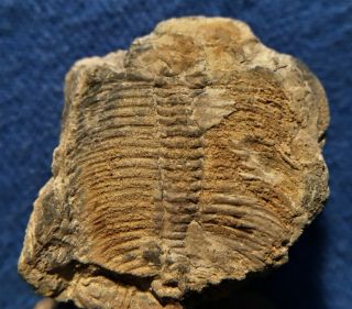 Pseudagenocare Bispinatum Trilobite,  Over 20 Segments,  Late Cambrian