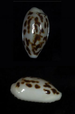 Cypraea Coxeni Hesperina - Top Seashells -