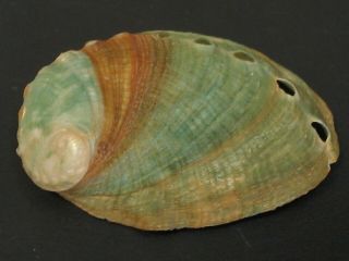 Hard2get.  Haliotis Discus Hannai 32.  7mm/gem China Seashell