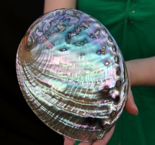 6.  8 " Large Gemmy Rainbow Polished Paua Abalone Shell Ab157