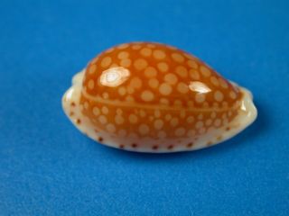 Cypraea Gaskoini,  Pattern,  18.  1mm,  Hawaii Shell