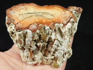 Orange And Peach Colors On This Larger Polished Petrified Wood Fossil 570gr