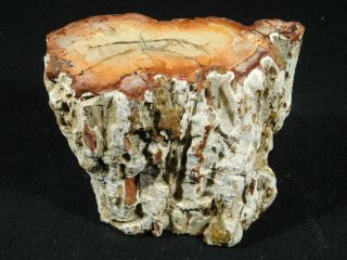 Orange and Peach Colors On This Larger Polished Petrified Wood Fossil 570gr 2