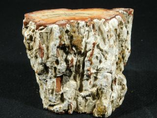 Orange and Peach Colors On This Larger Polished Petrified Wood Fossil 570gr 3