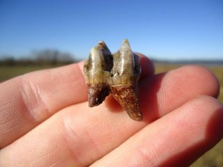 Quality Peccary Molar Tooth Florida Fossils Teeth Jaw Bones Ice Age Extinct Fl @