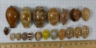 Set Of 18 Different Cowry Shells / Cypraea Species,