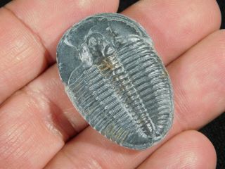 A Larger 100 Natural 500 Million Year Old Elrathia Trilobite Fossil Utah 1.  01 2