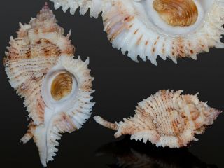 Seashell Murex Chicomurex Pseudosuperbus Increadible Long Spines.  53.  6 Mm