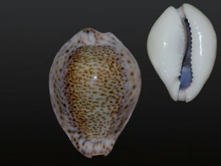 Seashell Cypraea turdus winckworthi Fantastic MONSTER Hypercallus 48.  8 mm 2