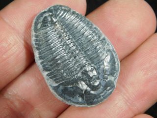 A Larger 100 Natural 500 Million Year Old Elrathia Trilobite Fossil Utah 1.  05