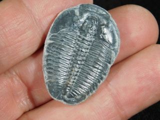 A Larger 100 Natural 500 Million Year Old Elrathia Trilobite Fossil Utah 1.  05 2