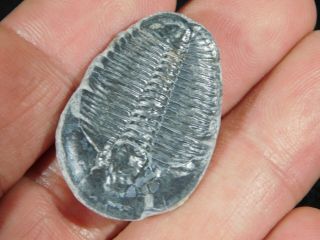 A Larger 100 Natural 500 Million Year Old Elrathia Trilobite Fossil Utah 1.  05 3