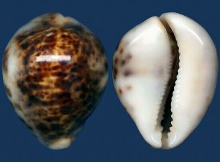 Shell Cypraea Tigris Hinnulea Seashell
