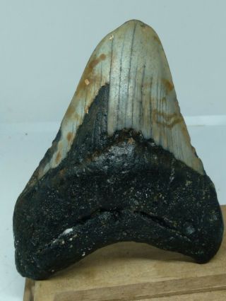 775.  4.  20 " Megalodon Shark Tooth Fossil 100 Authentic