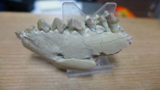 Geological Enterprises Oligocene Fossil Partial Jaw With Teeth Merycoidodon Neb
