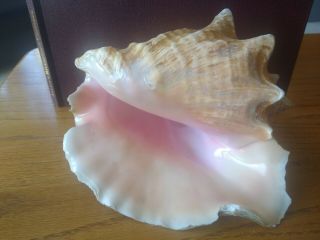 Decorative Extra Large Queen Conch Seashell Shell 8 X 6  1960 - 70 