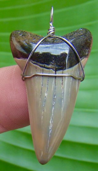 Mako Shark Tooth Necklace - 1 & 5/8 In.  Real Fossil - Not Fake