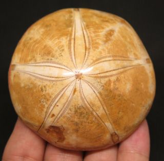68mm 3.  9oz Natural Madagascar Urchin Stone Sand Dollar Fossil Specimen Sea Shell