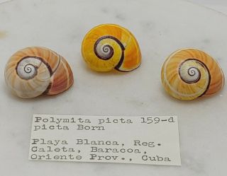 Polymita Picta Picta Born 159 - D,  Qty 3,  26.  24 - 27.  18 Mm,  4.  4 Grams - Cuba