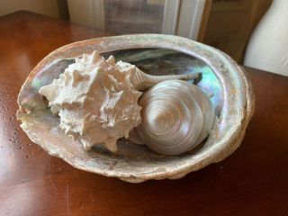 8” Large Abalone Shell And White Shell Decoration