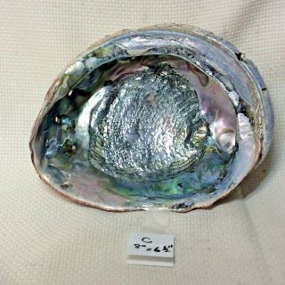 Large Abalone Shell,  8 " X 6 1/2 " Opalescent Colors Reflect The Light
