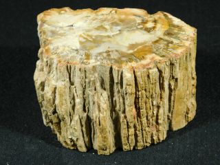 Perfect Bark A Larger Polished Petrified Wood Roller Fossil Madagascar 567gr