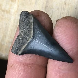Fossil Mako Shark Tooth Miocene Age From Hoevenen Belgium