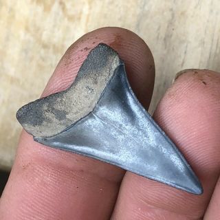 Fossil Mako Shark Tooth Miocene Age From Hoevenen Belgium 3