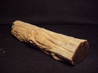 Rw " Petrified Wood Limb " From Mcdermitt,  Or.  Interesting Knot