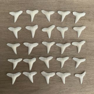 25 Modern Lemon Shark Teeth 5/8 " For Jewelry Pendants Crafts Small Teeth