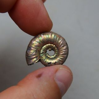 26mm Grossouvria sp.  Pyrite Ammonite Fossils Fossilien Russia pendant 3