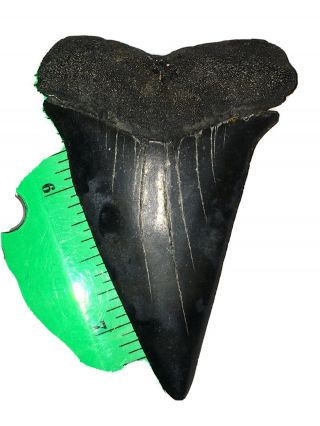 Mako Shark Tooth - Xl 2 & 5/8” - Jumbo - Real Fossil - No Restorations