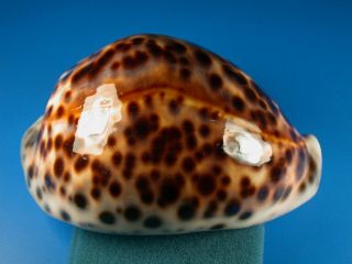 Cypraea Tigris Schilderiana,  Dark Pattern,  111.  1mm,  Hawaii Shell