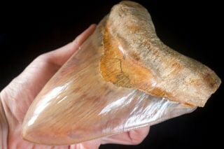 Megalodon Shark Tooth 6 Inch Huge Lower Indo 377 Grams Unusual Gold Giant No Res