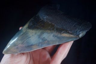 Megalodon Shark Tooth 5.  43  X 4  Large Lower Anterior Indo Unusual Blue Color