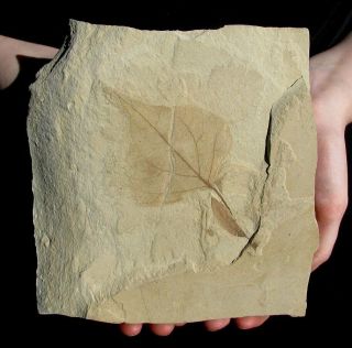 Extinctions -,  Detailed Populus Leaf Fossil From Utah - W/ Mimosites