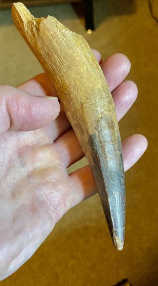 Spinosaurus 5 7/8 " Tooth Dinosaur Fossil Before T Rex Cretaceous S100