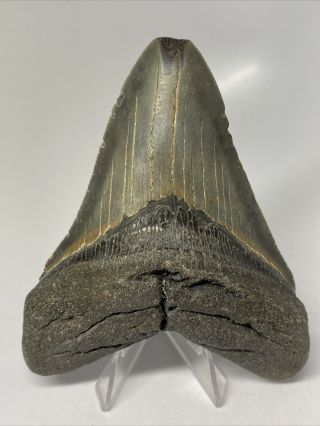 Megalodon Shark Tooth 4.  71” Natural - Rare Fossil - Real 7502