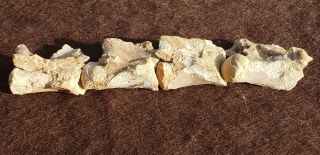 4 Fossil Cretaceous Mosasaur Tail Vertebra Bone Kansas