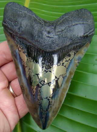 Megalodon Shark Tooth - Xl 5 & 3/16 In.  - Gold Pyrite - Real Fossil