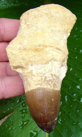Mosasaur Rooted Dinosaur Tooth - 4 & 1/2 In.  Real Fossil - No Restorations