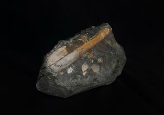Rare Heteromorph Ammonite Fossil Ptychoceras From Russia