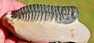 Trilobite Fossil,  Crotalocephalus gibbus from Morocco 1 2