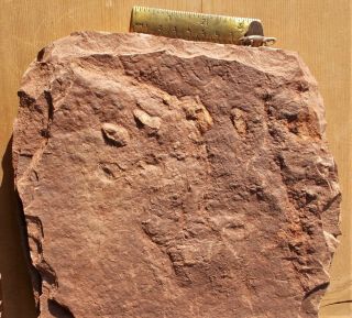 Rare Dimetrodon Pes Footprint W/dehematized Claw Marks.  El Pueblo Early Permian.